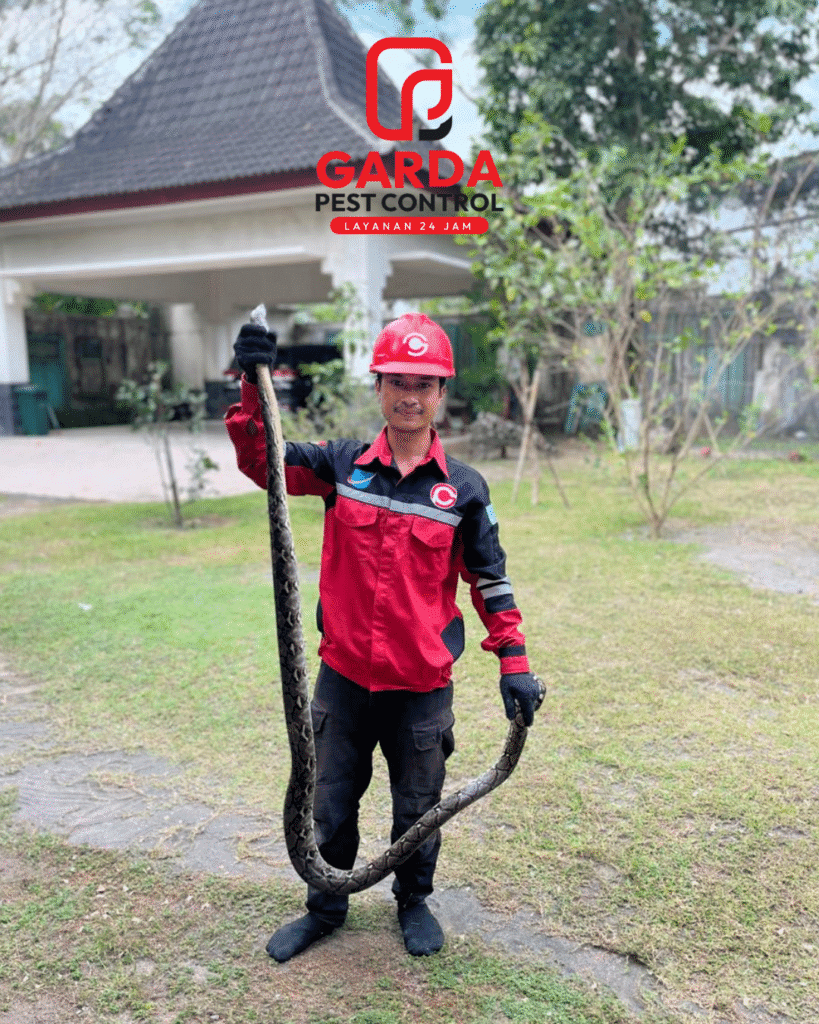 Jasa Pawang Ular Terdekat