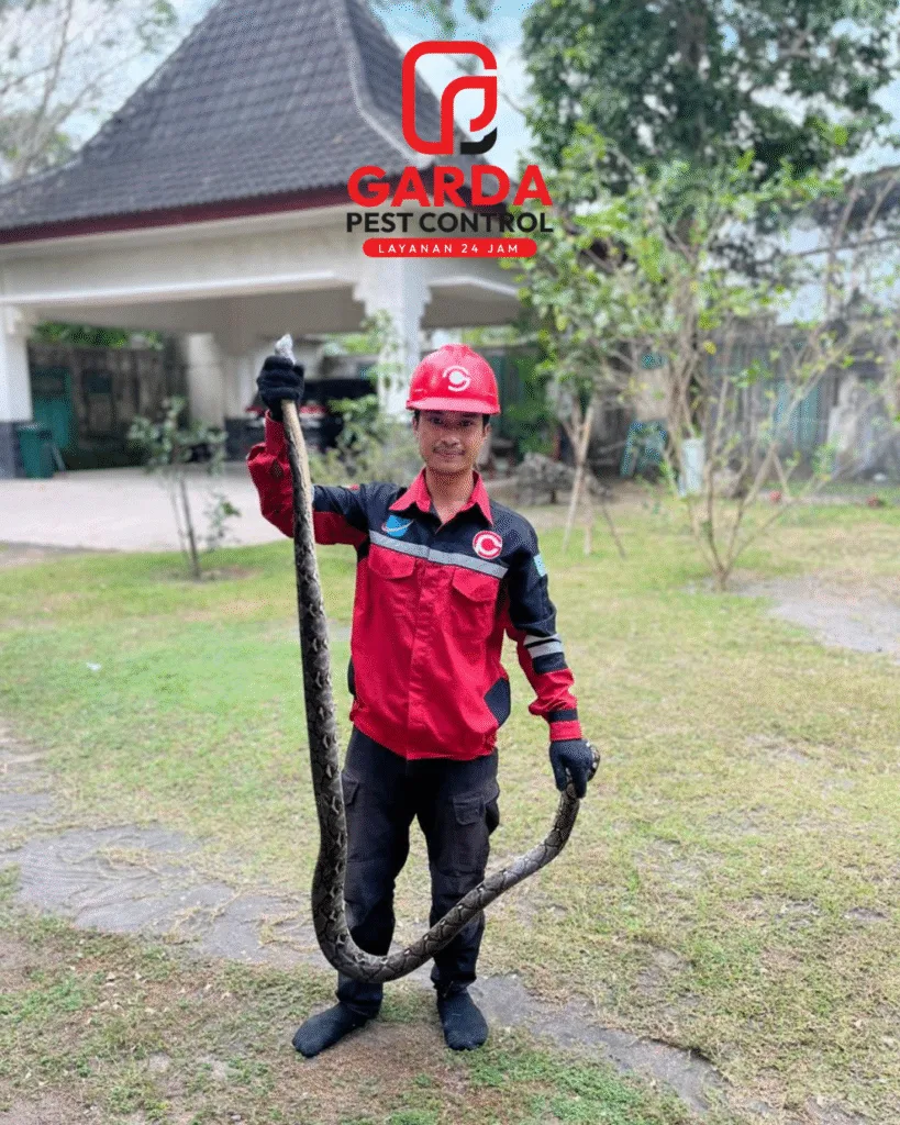 Jasa Pawang Ular Terdekat